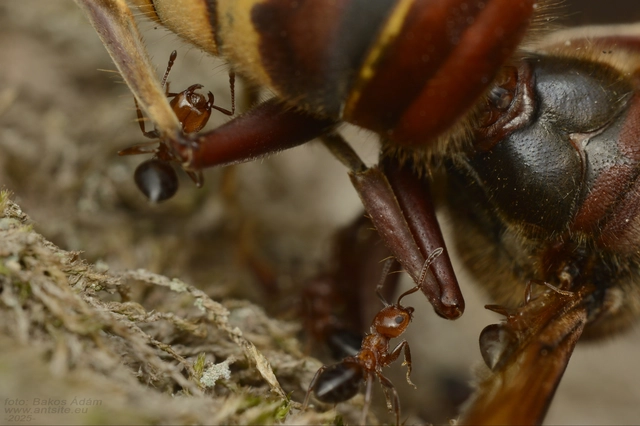 Crematogaster schmidti - vörös szívhangya