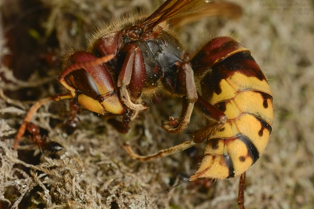 Vespa crabro - lódarázs