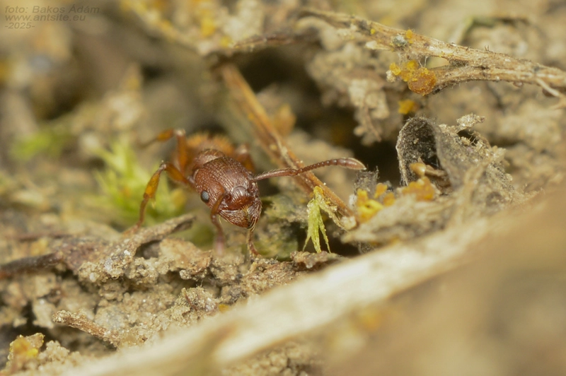 Myrmica rugulosa - karcsú bütyköshangya