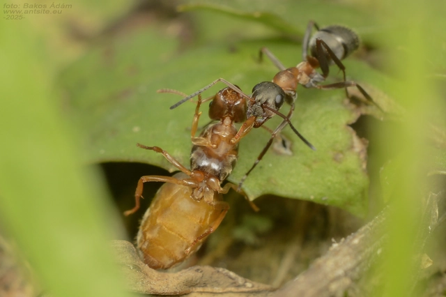 Formica rufibarbis - vörös rabszolgahangya