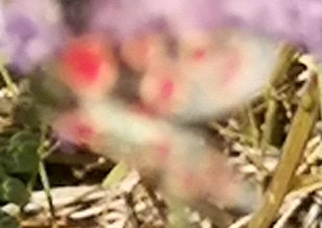 Zygaena carniolica - fehérgyűrűs csüngőlepke
