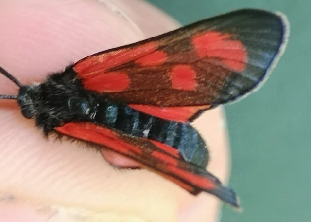 Zygaena loti - közönséges csüngőlepke