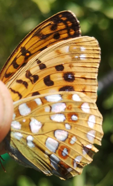 Argynnis adippe - ezüstös gyöngyházlepke