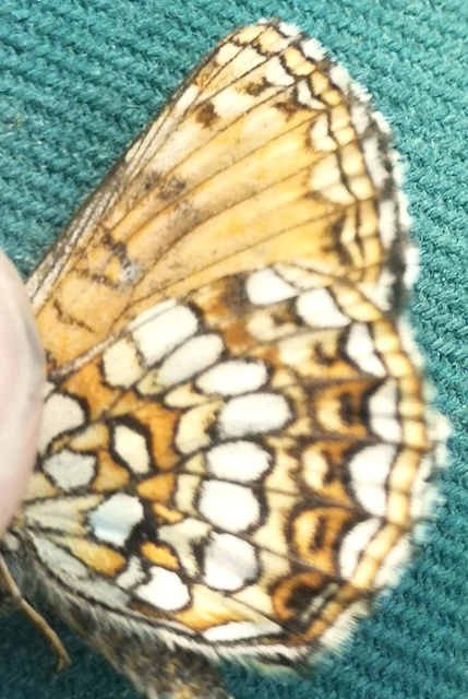 Melitaea diamina - kockás tarkalepke