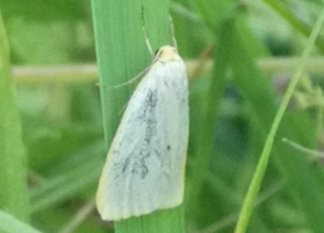 Cybosia mesomella - csontszínű molyszövő