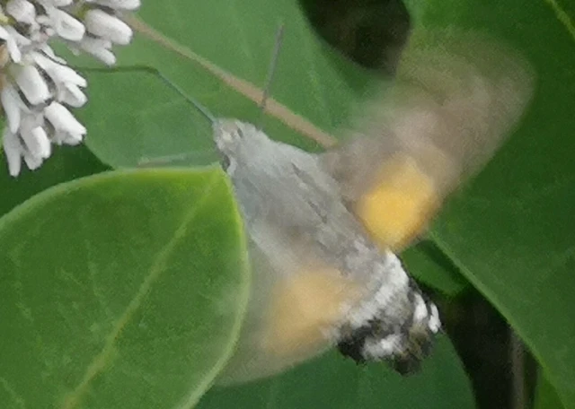 Macroglossum stellatarum - kacsafarkú szender