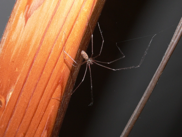 Pholcus phalangioides - nagy álkaszáspók