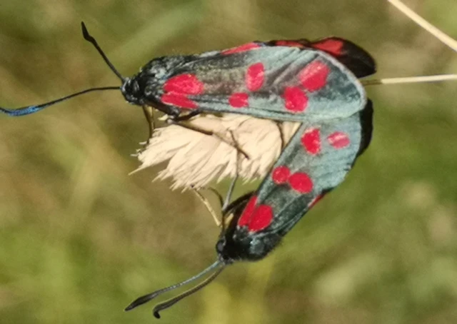 Zygaena filipendulae - acélszínű csüngőlepke