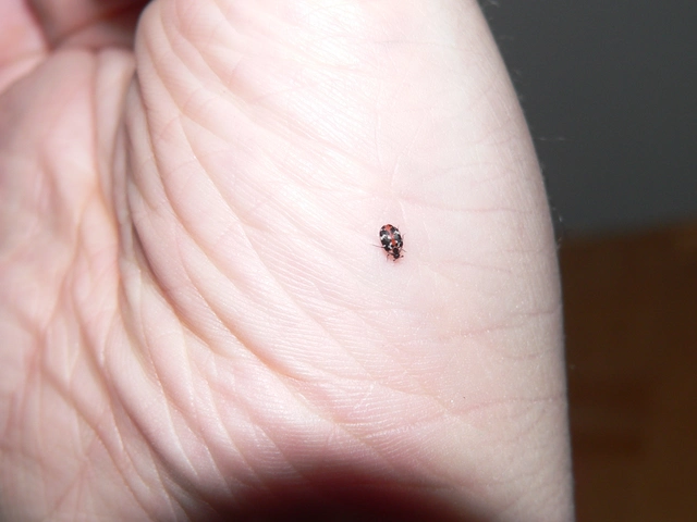 Anthrenus scrophulariae - nagy múzeumbogár