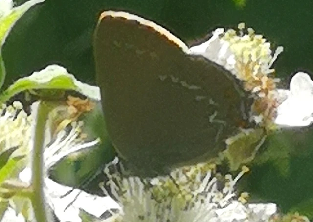 Satyrium ilicis - tölgyfa-csücsköslepke