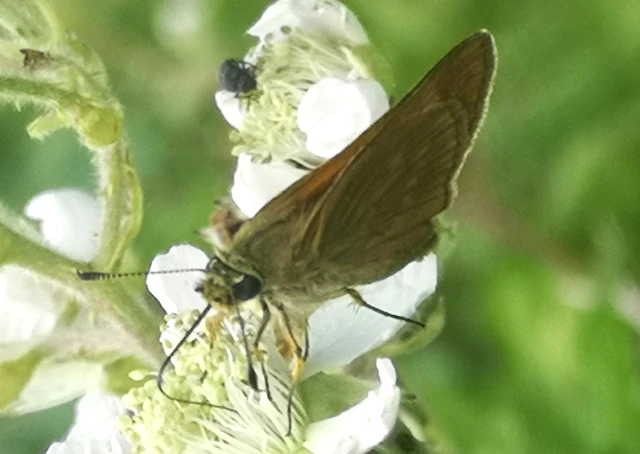 Ochlodes sylvanus - erdei busalepke