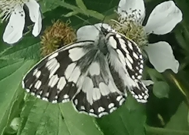 Melanargia galathea - sakktáblalepke