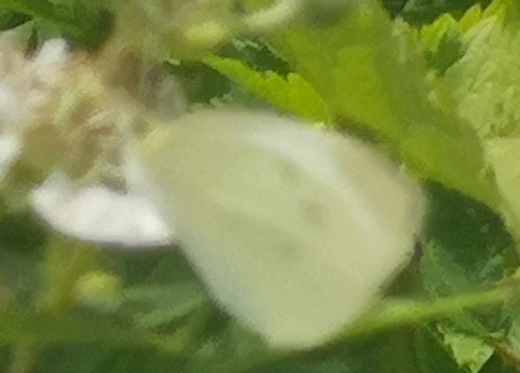 Pieris rapae - répalepke