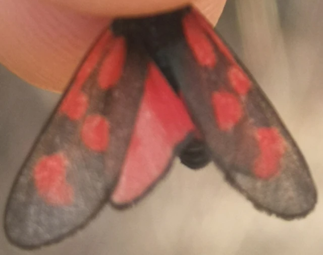 Zygaena loti - közönséges csüngőlepke