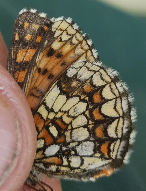Melitaea athalia - közönséges tarkalepke