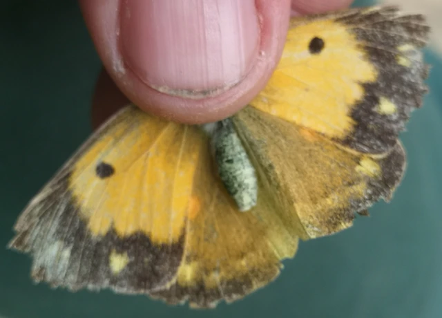 Colias croceus - sáfránylepke