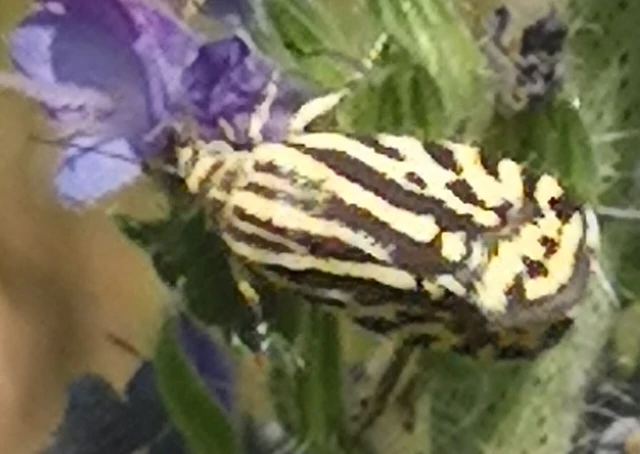 Emmelia trabealis - zebrabagoly