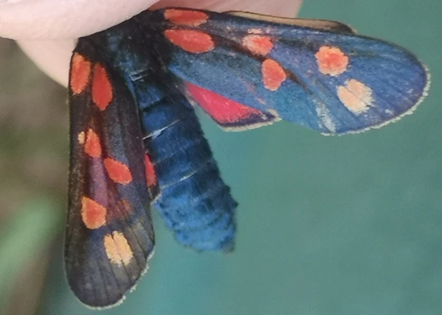 Zygaena filipendulae - acélszínű csüngőlepke