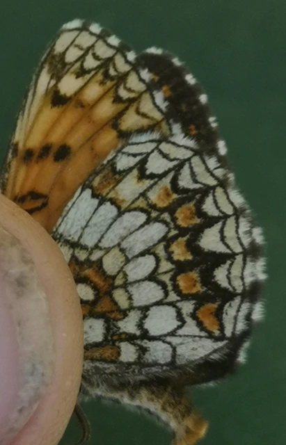 Melitaea athalia - közönséges tarkalepke