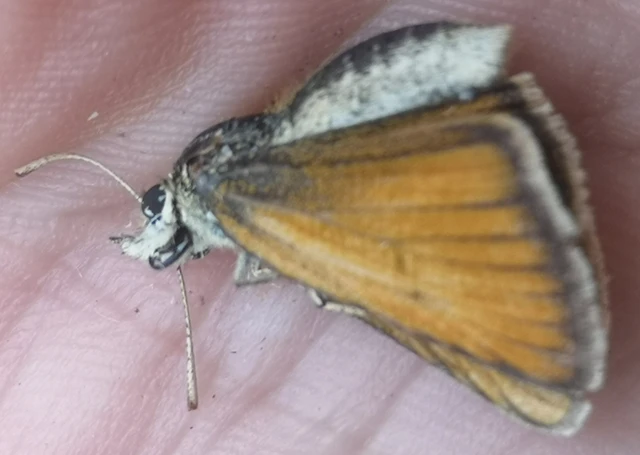 Thymelicus lineola - vonalas busalepke