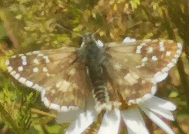Pyrgus armoricanus - feles busalepke