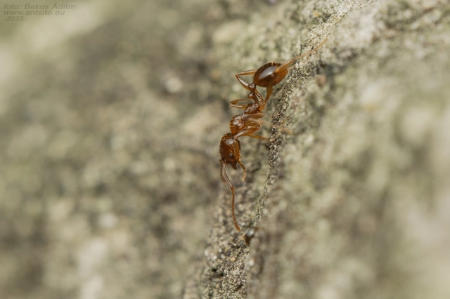 Aphaenogaster subterranea - vörös karcsúhangya