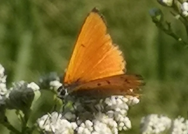 Lycaena dispar rutilus - nagy tűzlepke