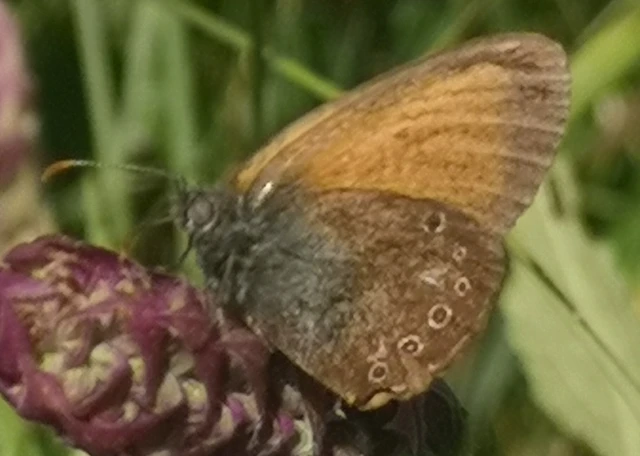 Coenonympha glycerion - közönséges szénalepke