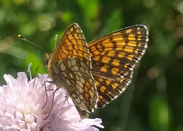 Melitaea athalia - közönséges tarkalepke