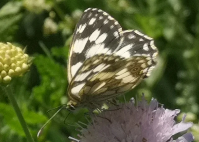 Melanargia galathea - sakktáblalepke