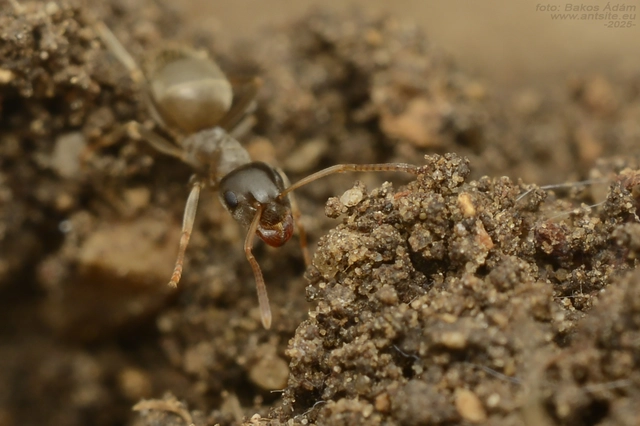 Lasius alienus - kövi feketehangya