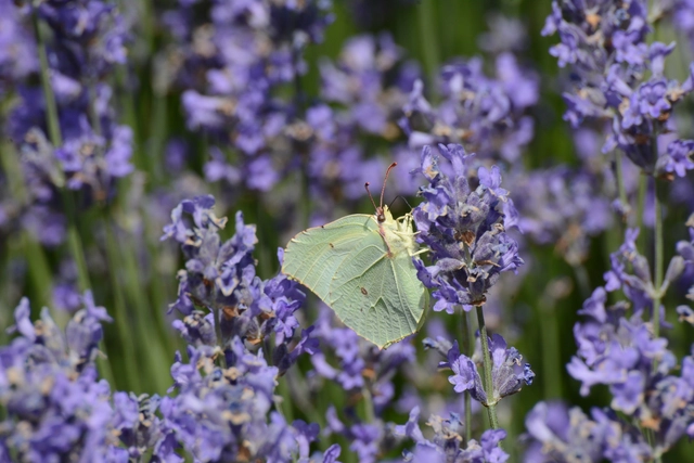 Gonepteryx rhamni - citromlepke