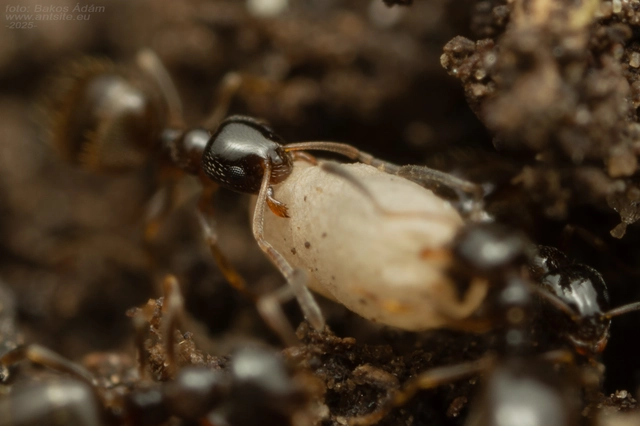 Plagiolepis pygmaea - lapos törpehangya