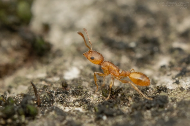 Temnothorax turcicus - sárga kéreghangya