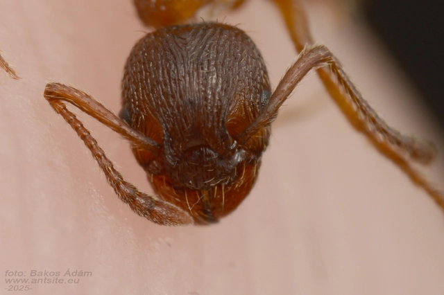 Myrmica gallienii - mocsári bütyköshangya