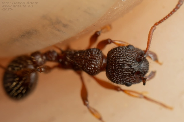 Myrmica schencki - kétszínű bütyköshangya