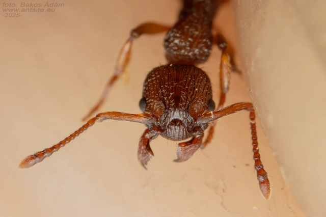 Myrmica sabuleti - gyakori bütyköshangya