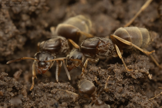 Lasius neglectus - keleti feketehangya