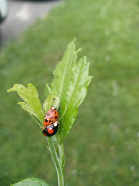 Harmonia axyridis - harlekinkatica