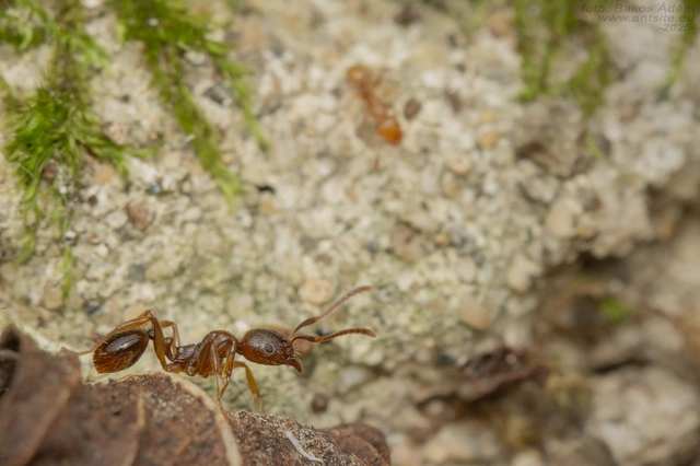 Aphaenogaster subterranea - vörös karcsúhangya