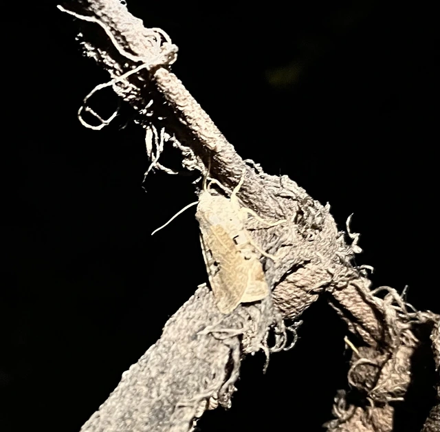 Conistra rubiginosa - szürke télibagoly