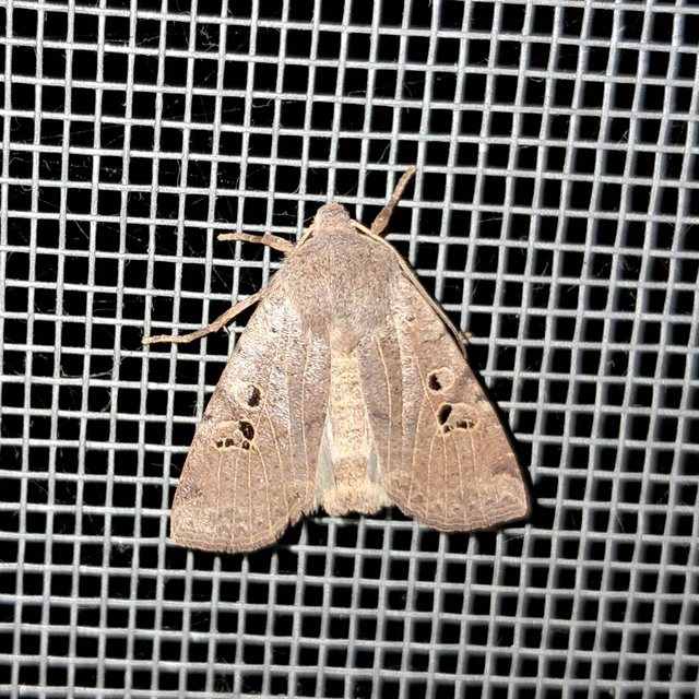 Conistra rubiginosa - szürke télibagoly