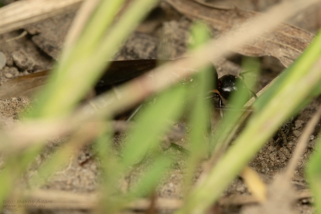 Camponotus ligniperda - faodvasító lóhangya