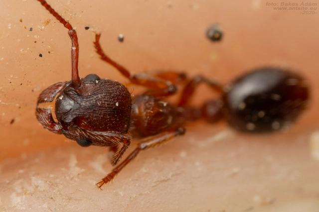 Myrmica curvithorax - sziki bütyköshangya