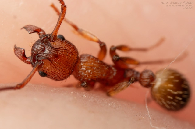 Myrmica curvithorax - sziki bütyköshangya