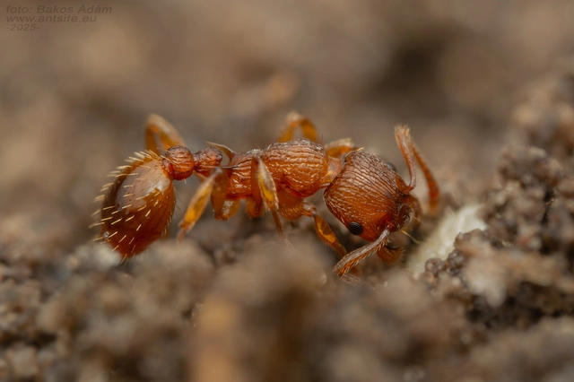 Myrmica scabrinodis - réti bütyköshangya