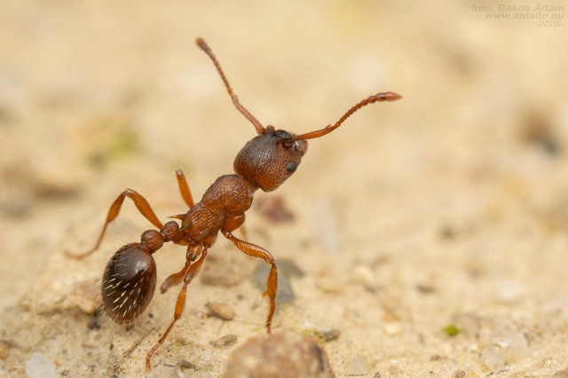 Myrmica curvithorax - sziki bütyköshangya