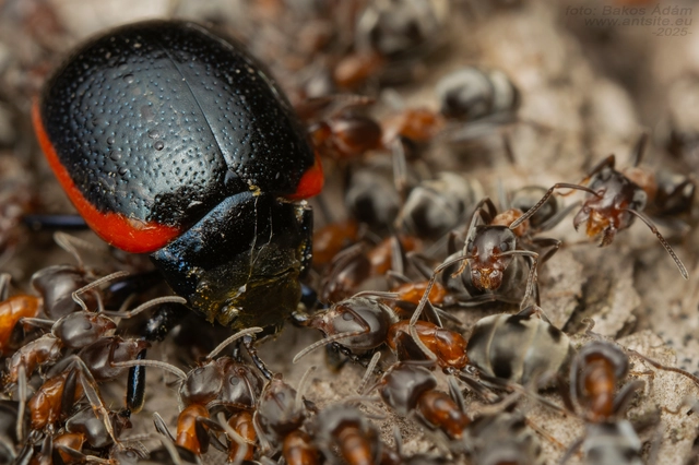 Chrysolina rossia - trapézhátú szegélyeslevelész