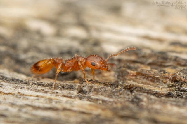 Temnothorax turcicus - sárga kéreghangya