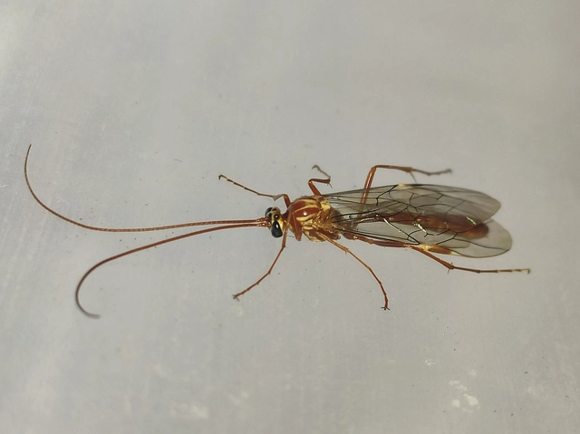 Ophion obscuratus